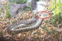 Kinh hoàng trăn khổng lồ nuốt chửng kangaroo 