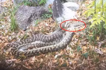 Kinh hoàng trăn khổng lồ nuốt chửng kangaroo 