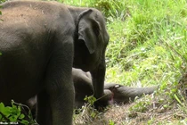 Xé lòng cảnh voi con tuyệt vọng lay gọi voi mẹ bị đầu độc 