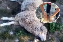 8 con cừu bị giết chết, hút cạn sạch máu một cách bí ẩn