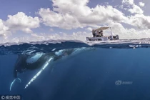 Thuyền nhỏ bé đối đầu cá voi lưng gù như phim kinh dị 