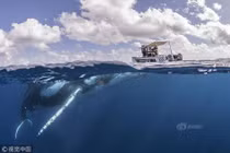 Thuyền nhỏ bé đối đầu cá voi lưng gù như phim kinh dị 