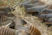 Cầy Mangut vằn lập băng đảng, thanh toán lẫn nhau 