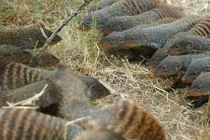 Cầy Mangut vằn lập băng đảng, thanh toán lẫn nhau 