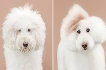 Màn lột xác ngoạn mục của chó cưng sau khi cắt gội 