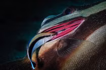 Choáng ngợp chân dung sinh vật biển đẹp tuyệt mỹ