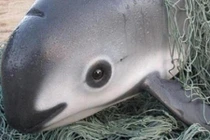 Kỳ thú loài cá heo mang gương mặt gấu trúc cực yêu 