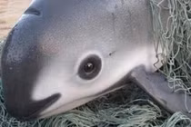 Kỳ thú loài cá heo mang gương mặt gấu trúc cực yêu 