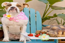 Cái kết có hậu của chú chó sứt môi 