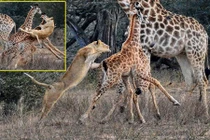 Sư tử tàn bạo cướp hươu cao cổ con trước mặt mẹ 