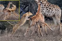 Sư tử tàn bạo cướp hươu cao cổ con trước mặt mẹ 