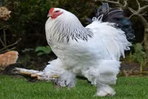 Cận cảnh giống gà vua “khủng” nặng ngang một đứa trẻ