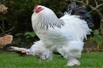 Cận cảnh giống gà vua “khủng” nặng ngang một đứa trẻ