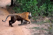 Báo đốm con chết thảm trước "đòn đánh đẫm máu" của hổ 