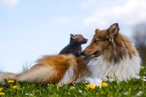 Cuộc sống hạnh phúc của cặp mẹ chó con cáo 