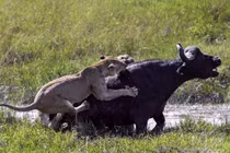 Trâu rừng lâm thế bí, bị sư tử cái quây giết thảm hại