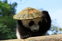 Gấu trúc đội nón đáng yêu không thể cưỡng nổi