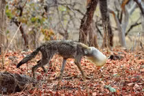 Sói rừng rơi vào bi kịch, thoát chết trong gang tấc