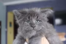 Choáng váng nữ bác sĩ nhân giống thành công mèo mặt người