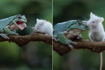 Lạ lùng ếch xanh định ăn thịt chuột, mủi lòng thành bạn tốt