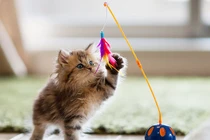 Khi mèo thích ứng với cuộc sống hiện đại hơn con người