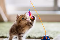 Khi mèo thích ứng với cuộc sống hiện đại hơn con người