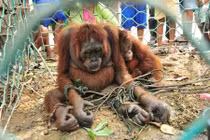 Rơi nước mắt chuyện đời cô đười ươi mồ côi