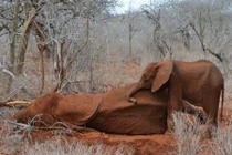 Voi con khóc ngất vì mẹ bị săn giết ngay trước mắt