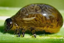 Những động vật có sức mạnh cả siêu anh hùng cũng ghen tị 