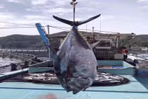 Bắt được cá ngừ nặng hơn 250kg gây xôn xao