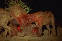 Cận cảnh bữa tiệc thịt voi của linh cẩu láu cá