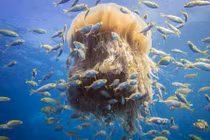 Ấn tượng sứa bờm sư tử “bảo kê” cho đàn cá bé yếu ớt 