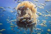 Ấn tượng sứa bờm sư tử “bảo kê” cho đàn cá bé yếu ớt 