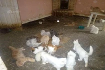 Phẫn nộ cặp đôi đối xử tàn nhẫn với hàng trăm con mèo