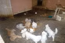 Phẫn nộ cặp đôi đối xử tàn nhẫn với hàng trăm con mèo