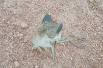 Bất chấp lệnh cấm, giăng cả ngàn mét lưới để bẫy chim ở Hạ Long