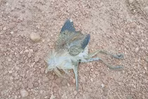 Bất chấp lệnh cấm, giăng cả ngàn mét lưới để bẫy chim ở Hạ Long