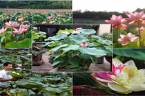 Độc đáo những khu trồng sen “không đụng hàng” 