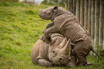 Tê giác con quậy phá ngất trời khiến mẹ bất lực 
