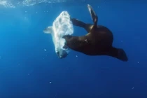 Cá mặt trời bị sư tử biển nuốt sống vẫn phản ứng lạ