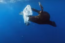 Cá mặt trời bị sư tử biển nuốt sống vẫn phản ứng lạ