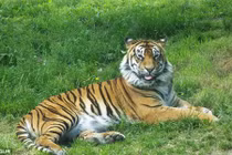 Xem ảnh động vật lè lưỡi cực ngộ nghĩnh