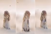 Sóc "hóa điên" vì bị ruồi trêu ghẹo, phiền nhiễu