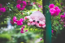 Đẹp tuyệt mỹ những sinh vật chỉ có trong tưởng tượng