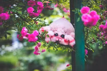 Đẹp tuyệt mỹ những sinh vật chỉ có trong tưởng tượng