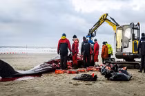 Mổ phanh cá nhà táng khổng lồ dạt bờ biển Hà Lan