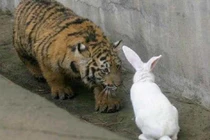 Ném thỏ vào chuồng hổ làm mồi, điều khó tin xuất hiện