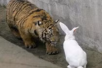 Ném thỏ vào chuồng hổ làm mồi, điều khó tin xuất hiện