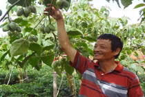 Trồng cà chua thân gỗ, giá 150.000kg không có mà bán