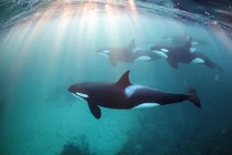 Góc nhìn "mềm mại" về cá voi sát thủ ít ai ngờ